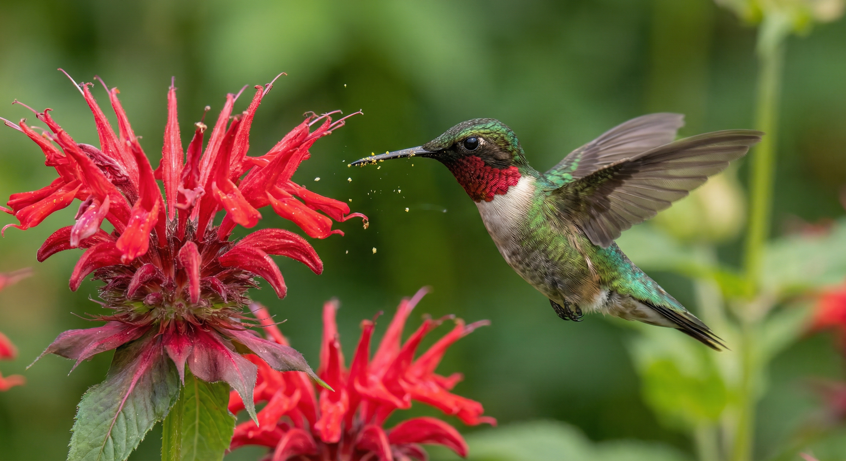 红喉蜂鸟采蜜（Ruby-throated Hummingbird）